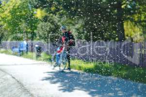 mosquitos in summer, a flock of pesky mosquitoes and cyclist, clouds of insects in summer and Cycling