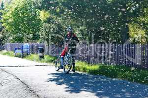 mosquitos in summer, a flock of pesky mosquitoes and cyclist, clouds of insects in summer and Cycling