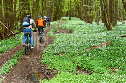 Cycling trip through the spring forest, Cycling through the forest with friends