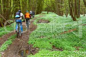 Cycling trip through the spring forest, Cycling through the forest with friends