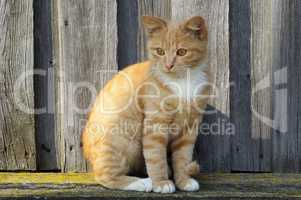 Cute ginger cat