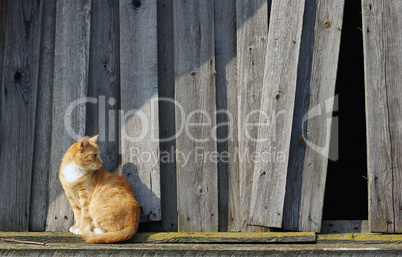 Cat and wooden fence