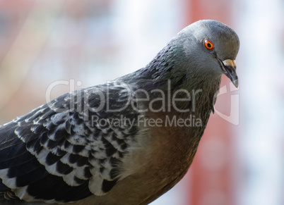 Beautiful urban pigeon