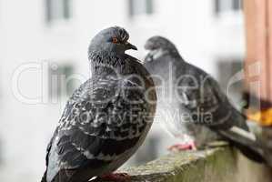 Two pigeons outdoors