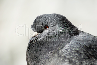 Closeup of pigeon head