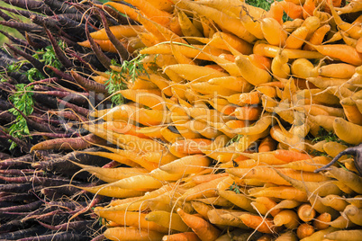 Bunches of carrots