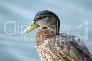 Close up of duck