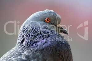 Closeup of pigeon head