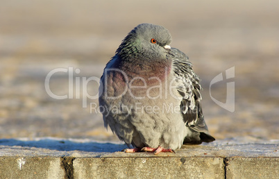 Pigeon on the sidewalk