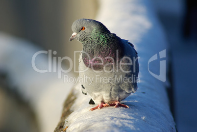 Pigeon and snow