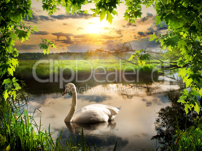 Swan in spring morning