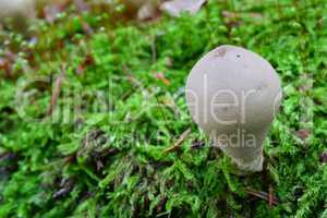 Stump Puffball mushroom in a moss
