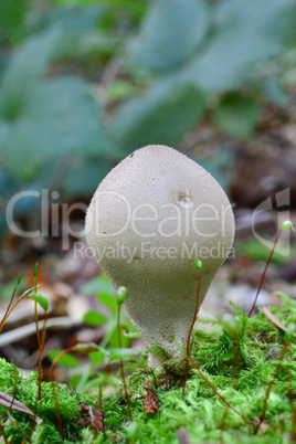 One Stump Puffbal mushroom, vertical orientation