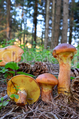 Larch Bolete mushrooms in the forest