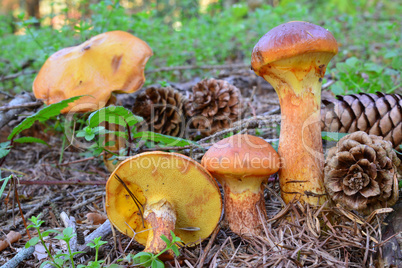 Larch Bolete mushrooms in natural habitat