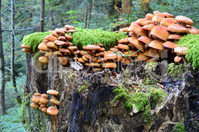 Group of Sheathed Woodtuft mushrooms, side view