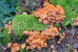 Group of Sheathed Woodtuft mushrooms from above