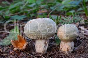 Pair of Greencracked Brittlegill mushrooms