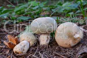 Three Russula virescens wild mushrooms