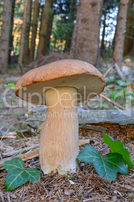 Penny Bun mushroom in mountain spruce forest, vertical orientati