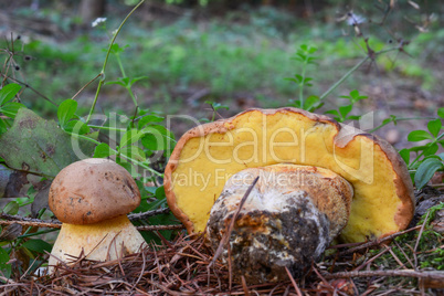 Pair of edible but rare Boletus