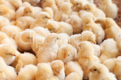 Large group of baby chicks