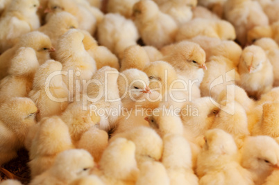 Chicken farm, agriculture