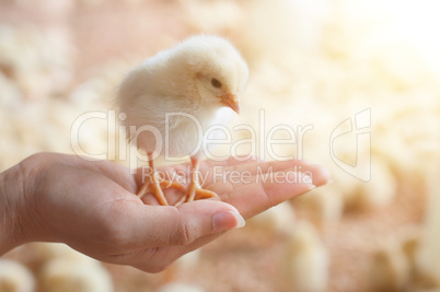 Caring for a small chicken
