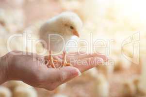 Caring for a small chicken