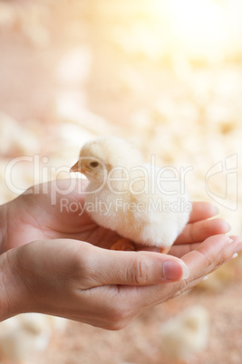 Baby chick in hand