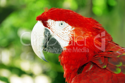 Red parrot or macaw