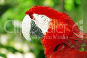 Red parrot or macaw