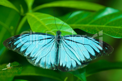 Close up blue butterfly