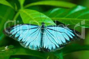 Close up blue butterfly