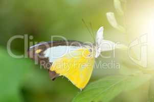 Yellow butterfly macro shot
