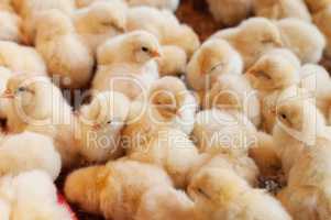 Large group of newly hatched baby chicks