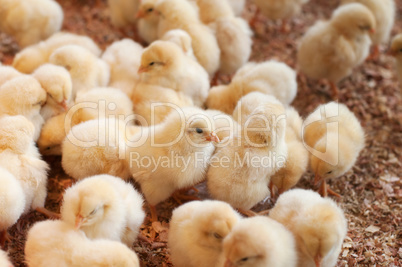 Large group of newly hatched chicks