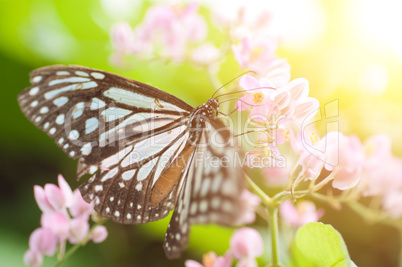 Close up dark blue butterfly