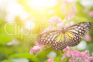 Yellow Glassy Tiger butterfly