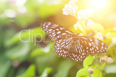 Dark blue tiger butterfly