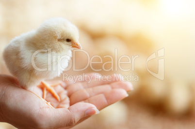 Close up baby chick