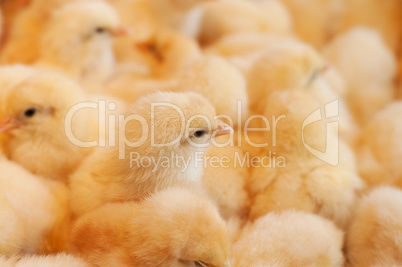 Young yellow baby chicks