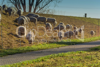 Flock of sheep on a dyke.