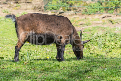 Brown goat on a meadow