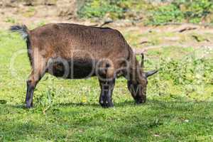 Brown goat on a meadow