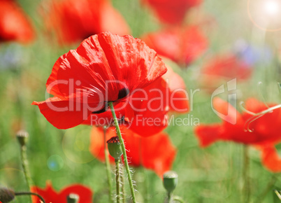red poppy on a green field