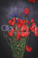 Bouquet of field red poppies