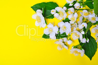 Branches with white jasmine flowers on a yellow background