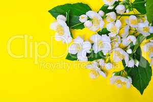 Branches with white jasmine flowers on a yellow background