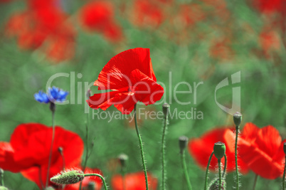 Field with red blooming poppies